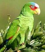 White-fronted Amazon