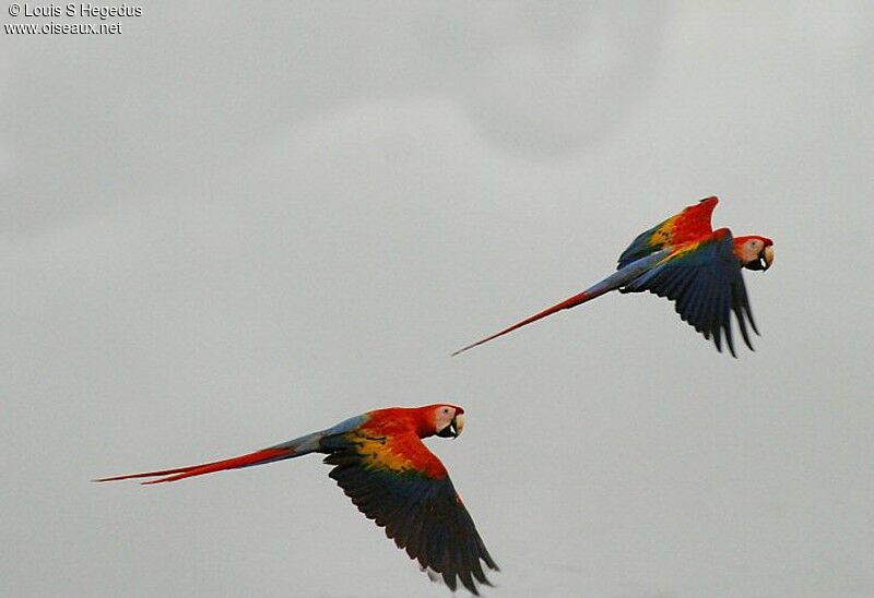 Scarlet Macaw