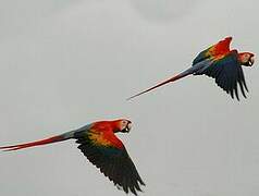 Scarlet Macaw