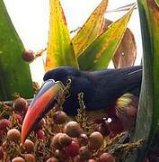 Fiery-billed Aracari