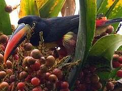 Fiery-billed Aracari