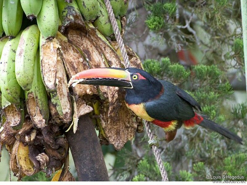 Fiery-billed Aracari