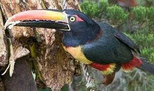 Fiery-billed Aracari