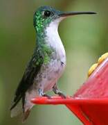 Andean Emerald