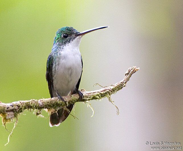 Andean Emerald