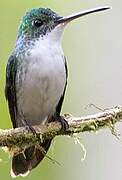 Andean Emerald