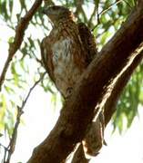 Red Goshawk