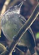 Spot-crowned Antvireo