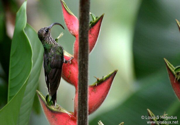 White-tipped Sicklebill