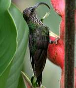 White-tipped Sicklebill