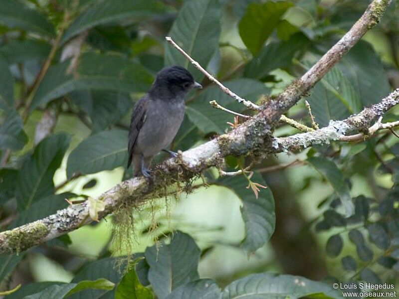 Rose-throated Becard