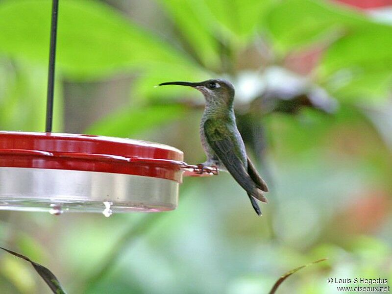 Violet-fronted Brilliant