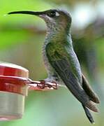 Violet-fronted Brilliant