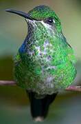 Green-crowned Brilliant