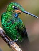 Green-crowned Brilliant