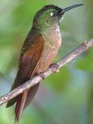 Fawn-breasted Brilliant