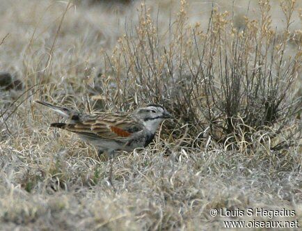 McCown's Longspur