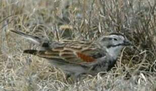 Thick-billed Longspur