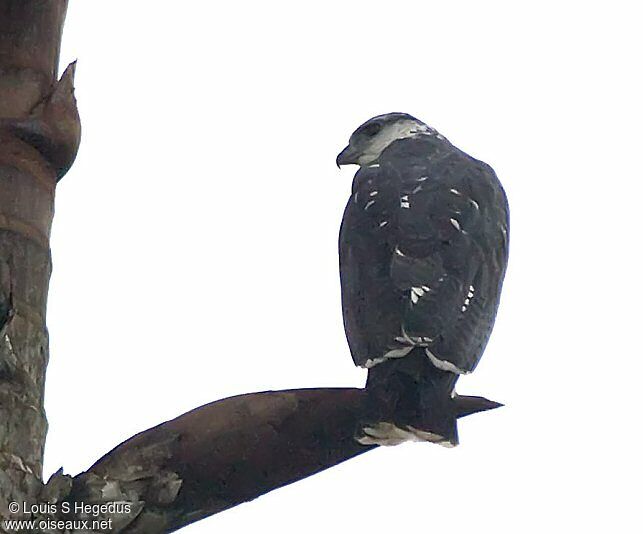 Grey-backed Hawk