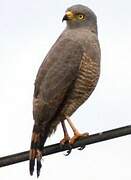 Roadside Hawk