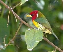 Red-headed Barbet