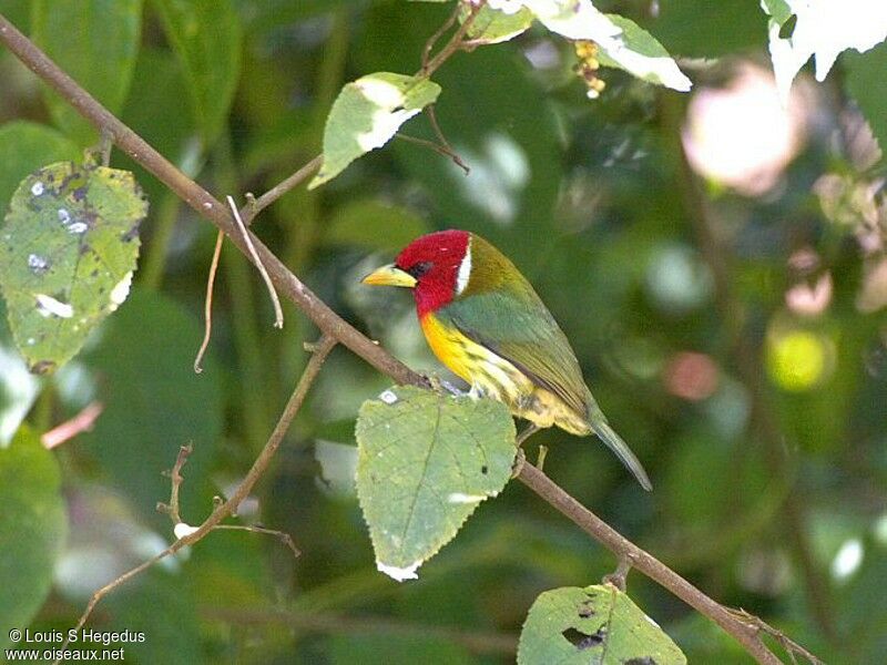 Red-headed Barbet