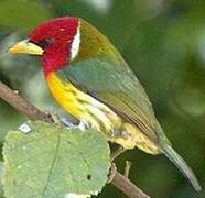 Red-headed Barbet