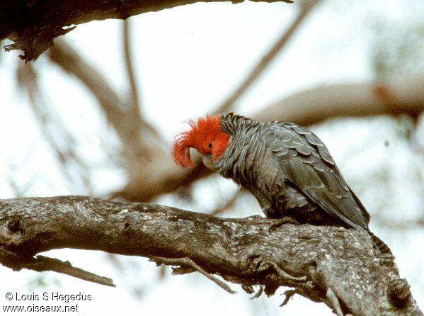 Cacatoès à tête rouge