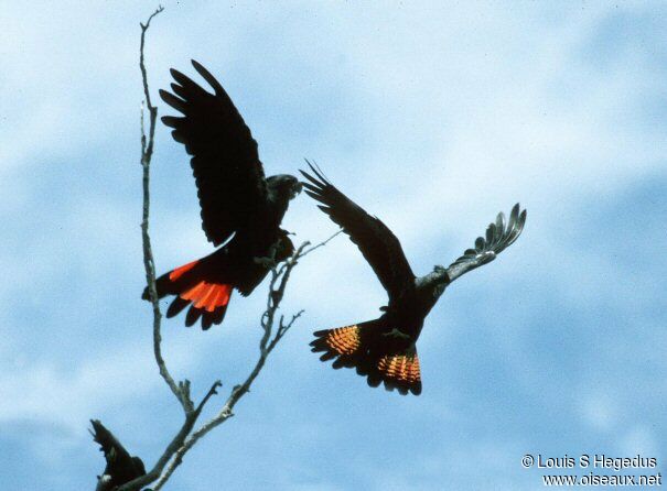 Red-tailed Black Cockatoo