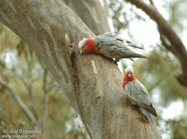 Galah