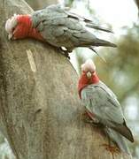 Galah