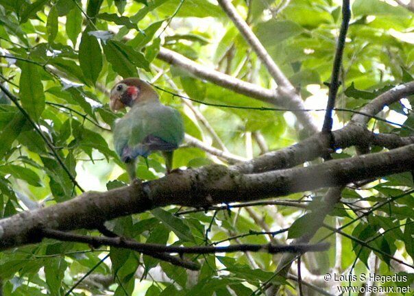 Brown-hooded Parrot