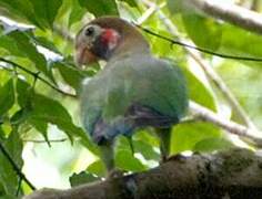 Brown-hooded Parrot