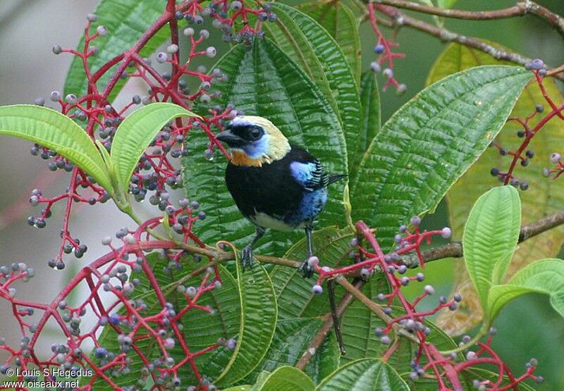 Golden-hooded Tanager