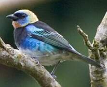 Golden-hooded Tanager