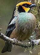 Flame-faced Tanager