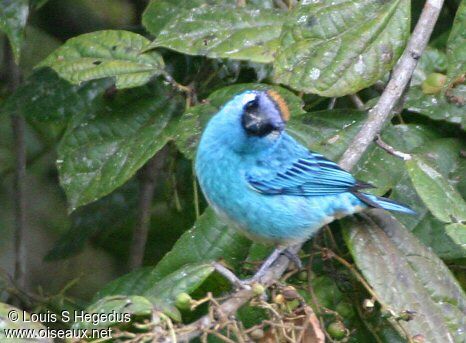 Golden-naped Tanager