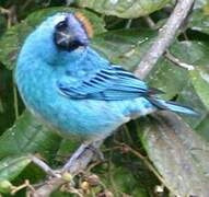 Golden-naped Tanager