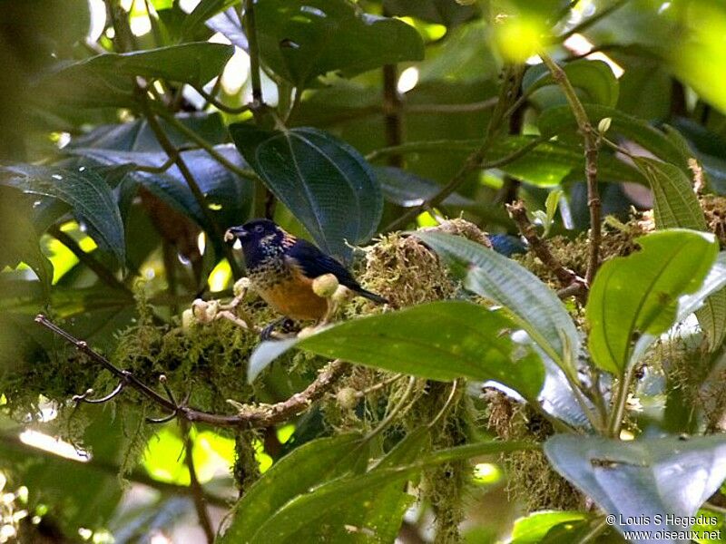 Spangle-cheeked Tanager