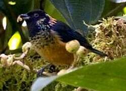Spangle-cheeked Tanager