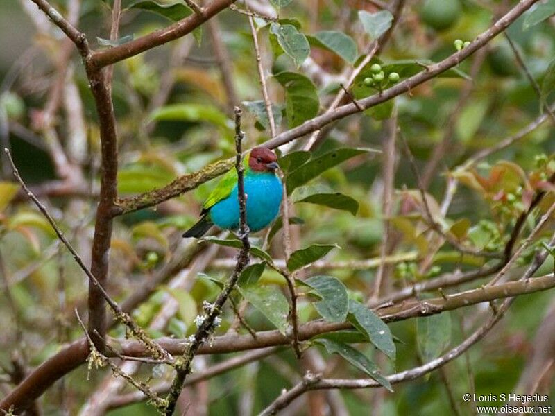 Bay-headed Tanager