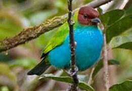 Bay-headed Tanager