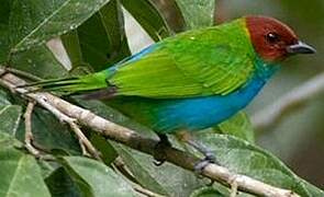 Bay-headed Tanager