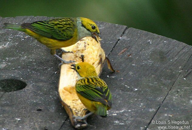 Silver-throated Tanager