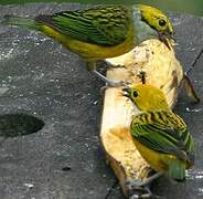 Silver-throated Tanager