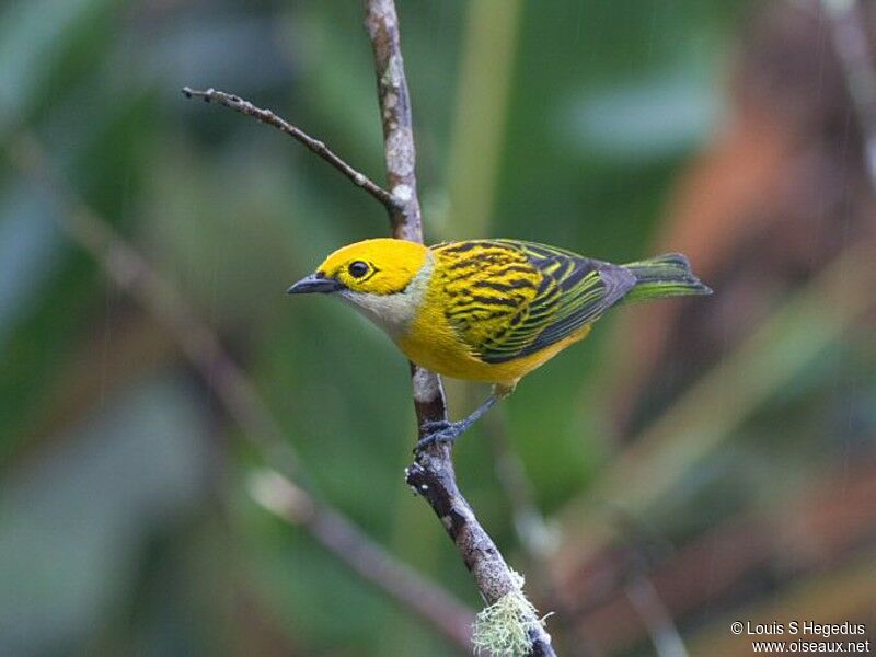 Silver-throated Tanager