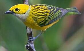 Silver-throated Tanager