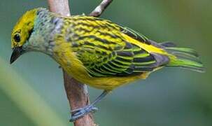 Silver-throated Tanager