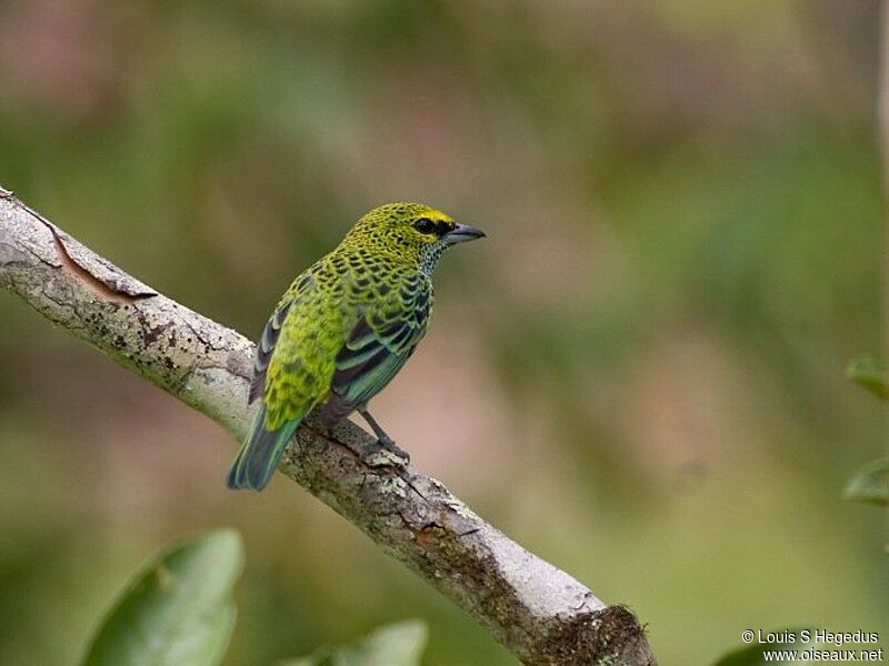 Speckled Tanager