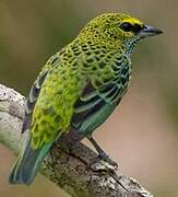 Speckled Tanager